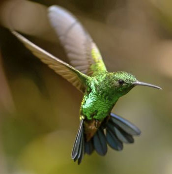 humming-bird
