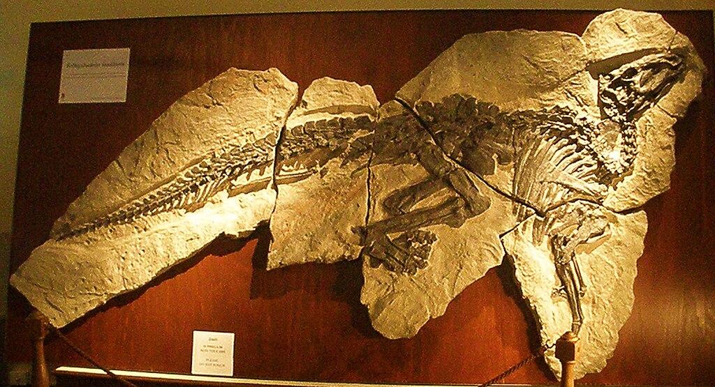 Tethyshadros_insularis